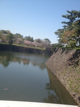 桜5.JPG